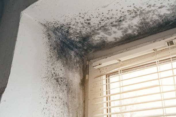 Affordable Hvac And Air Duct Mold Remediation solutions in Levering, MI